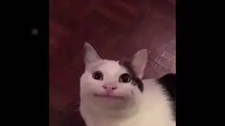 POLITE CAT MEME + THANK YOU FOR 65 SUBS!