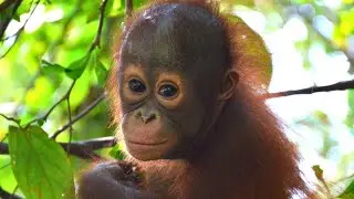 From Captivity to Climbing Trees | Baby Orangutan Nia&rsquo;s New Beginning