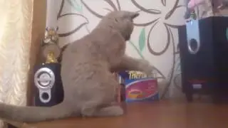 Танцует под музыку