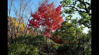 龍安寺 紅葉 2025｜レナータ・テバルディ：全盛期 プッチーニ《ラ・ボエーム》（16:59–終曲）｜DECCA：1959年録音：不滅の名盤：豪華メンバー：永久保存 第4弾