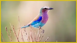Lilac-breasted Roller: Africa&rsquo;s Most Colorful Bird