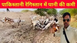 Water Crisis in Pakistan&rsquo;s Deserts || Drought in Cholistan || No Water Left in Pakistan&rsquo;s Deserts