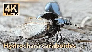 Lesser silver water beetle (Hydrochara caraboides)
