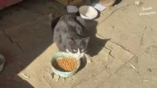 feed homeless cats#cat #youtube #videos