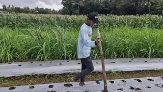 THIS CREATIVE TOOL HELPS FARMERS MAKE PLANTING HOLES WITH JUST ONE PUSH! -Agriculture Farming