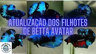 🔴Atualização dos filhotes do betta avatar!!!!!