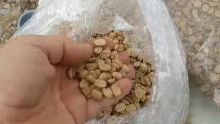 Removing coffee parchment with a weedwhacker at home - Homestead Hardware