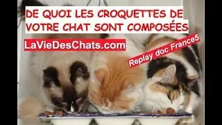 De quoi les croquettes de votre chat 🐱 sont compos&eacute;es ? Replay documentaire F5