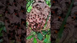 Army of wasps protecting the nest #bee