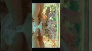 Shiva 🌷Shimmery Sheets of Clay Get Crushed #asmr #satisfying #clay #relax