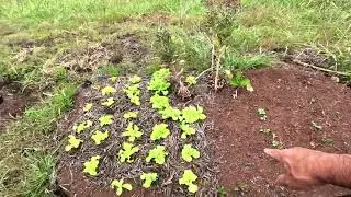 Offgrid Gardening in Hawaii - Super Dry - Big Island of Hawaii