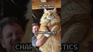 How Long Do Cats Actually Grow? #cat