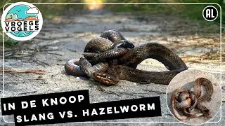 Hazelworm en gladde slang in de knoop | Zelf Geschoten | Vroege Vogels