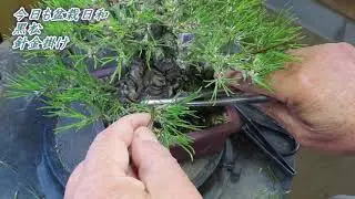 今日も盆栽日和　黒松　葉透かしと針金掛け Thinning out KUROMATSU
