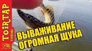 ОГРОМНАЯ ЩУКА ПОЙМАНА!!! | Секретное ЛАССО!!!!! . Рыбалка на щуку  с лодки. Новинки от ТМ TOIRTAP