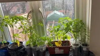  Naga chilli plants ready for this summer #chilli #naga_chilli #Mumbai naga London 
