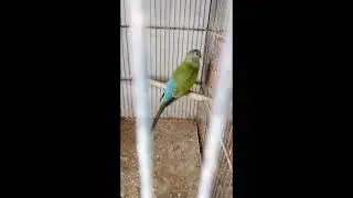 usman bird shop sadiqabad