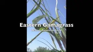 Eastern Gamagrass - Native American Seed