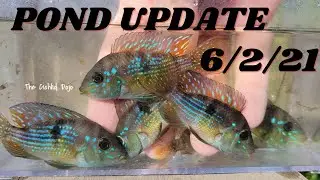 POND UPDATE - 6/2/21 (Geophagus Brasiliensis, Gymnogeophagus sp. 