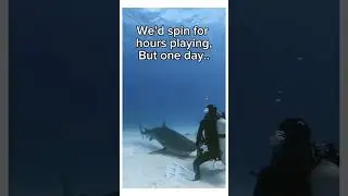 Diver saves shark from rope #wholesome #animals