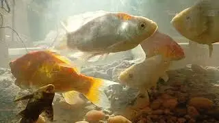 My beautiful goldfish 🐠 ❤️ 🐡🐟. November 16, 2025