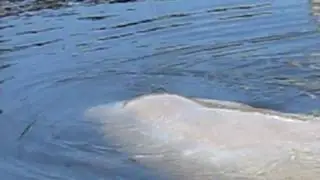 manatee tail flip.MOV