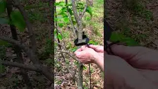 Stake or Not Stake WE Decided to Stake Our Fruit Trees