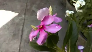 HTC desire 816 video sample