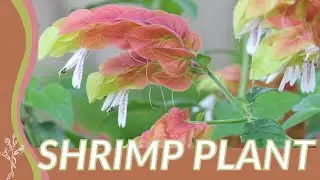 Growing and Understanding SHRIMP PLANT! (Justicia brandegeeana) 🦐🌱🌱
