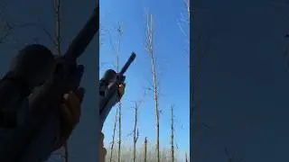 Airgun Bird Hunting in Fields | Perfect Shot | Powerful Airgun Bird Hunting | Real Field Action