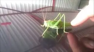 Test Camera on my New Samsung Galaxy, Grasshopper Attacking
