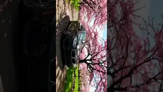 BMW M4 Slow Drive Through Cherry Blossom Garden #bmw #supercars #bmwm4