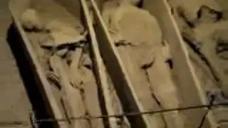 Mummies in Dublin