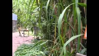 La Senda Verde - Aviary Project