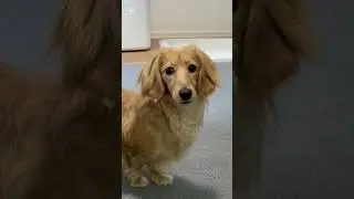 ビジュがいいコボちゃん。