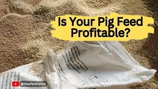 How to Know If Your Pig Feed Formula Is Profitable (The Truth Most Farmers Don&rsquo;t Talk About)