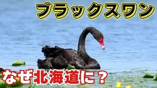 なぜ？全身真っ黒でくちばしが赤い“ブラックスワン”現れる！写真歴17年目の愛好家もビックリ「ふと顔を上げたらあれはなんだろうなと」―専門家は『静かに見守るよう』呼びかけ_北海道八雲町・七飯町
