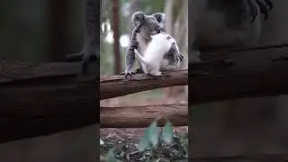 Koala Mom Rushes to Comfort the Lonely Kitten Heartwarming Rescue #Animals #Wildlife #Cute