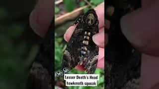 Cute squeak by Death&rsquo;s head hawkmoth!