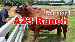 ชม บีฟมาสเตอร์ นำเข้าจาก USA [A23 Ranch อ.ดอนจาน จ.กาฬสินธุ์]