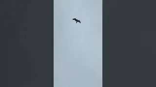 FAST EAGLE 🙃 (#TheRealSS)