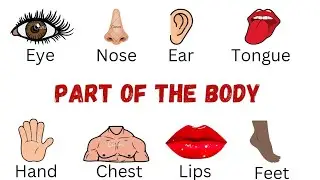 Parts of the body | Human body Parts 👅👁️