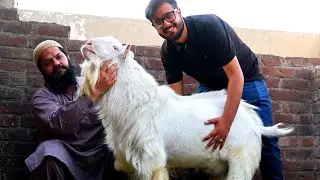 Teddy Goats Breeding Setup Of Mian Imran Lahore 2021