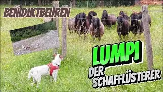 Benediktbeuern & Kochelsee: Ein Tag mit Lumpi im bayerischen Paradies