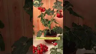 Помидоры из рук валятся горстями #томаты#грядки #теплица #овощи #удобрение#лайфхак #подкормка #дача