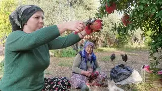 💢K&Ouml;YDE NAR HASADI 💢K&ouml;yde bir g&uuml;nde neler yapılır 🌿