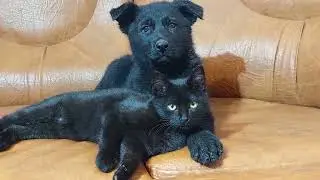 German Shepherd Meets 2 Week Old Rescue Black Kitten for the First Time
