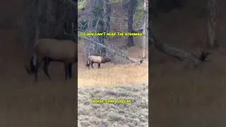 This Bull Elk Is Bugling NEXT to the Highway 😳