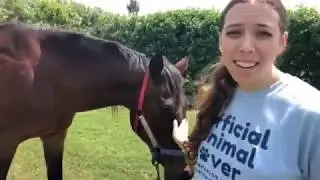 Virtual Companion Camp Episode 7 Neigh! Meet our Horse & Donkey