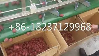 lichi longan kiwi cherry size grader tomato apple sorting grading machine